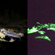 Image for article titled How To Dodge A Bullet Ant 12 Stories Up — In The Rainforest Canopy